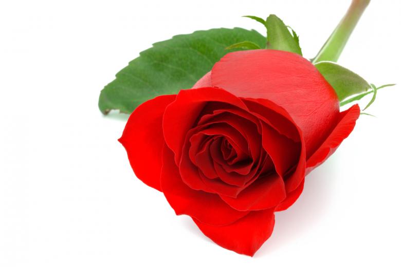 Free stock image of Red Rose Close-up created by Nicolas Raymond