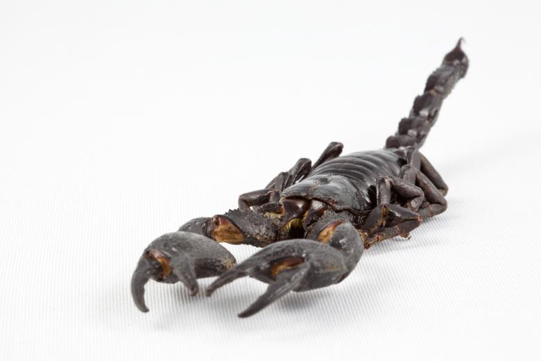 Free stock image of Black Scorpion Close-up created by Nicolas Raymond