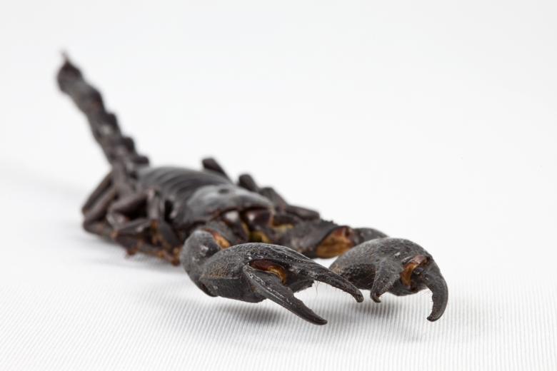 Free stock image of Black Scorpion Close-up created by Nicolas Raymond