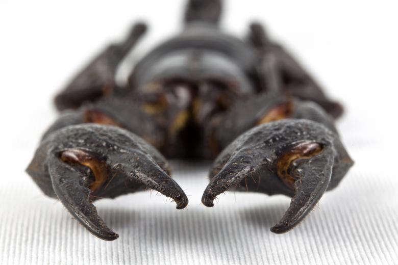 Free stock image of Black Scorpion Close-up created by Nicolas Raymond