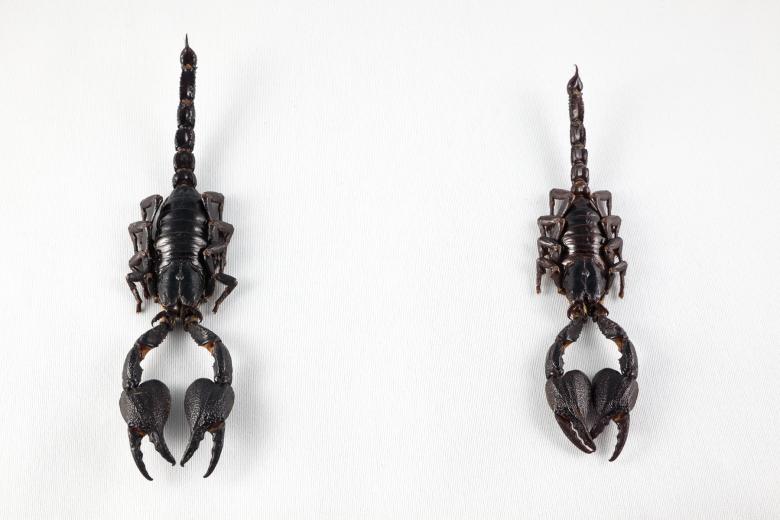 Free stock image of Black Scorpion Pair created by Nicolas Raymond