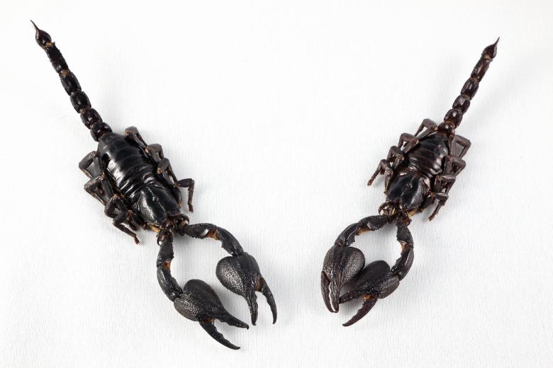Free stock image of Black Scorpion Pair created by Nicolas Raymond