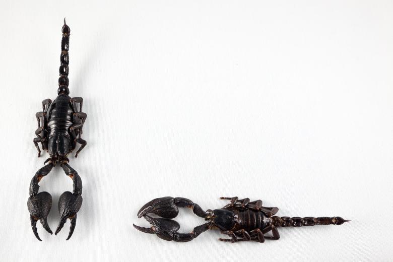 Free stock image of Black Scorpion Pair created by Nicolas Raymond