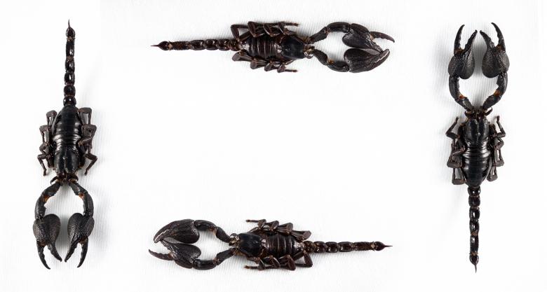 Free stock image of Black Scorpion Frame created by Nicolas Raymond