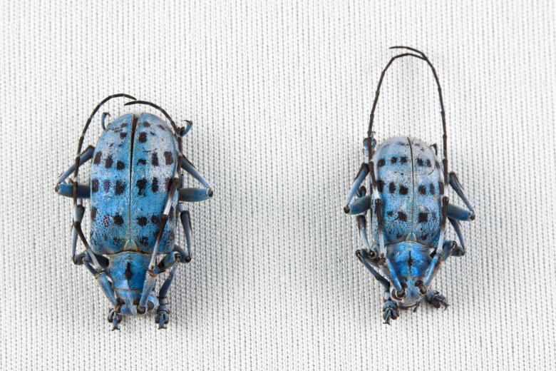 Free stock image of Pseudomyagrus Waterhousei Beetles created by Nicolas Raymond