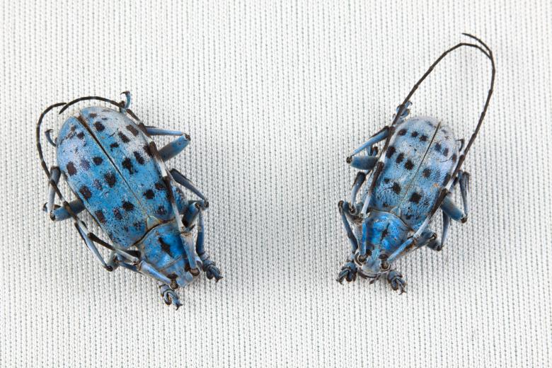 Free stock image of Pseudomyagrus Waterhousei Beetles created by Nicolas Raymond