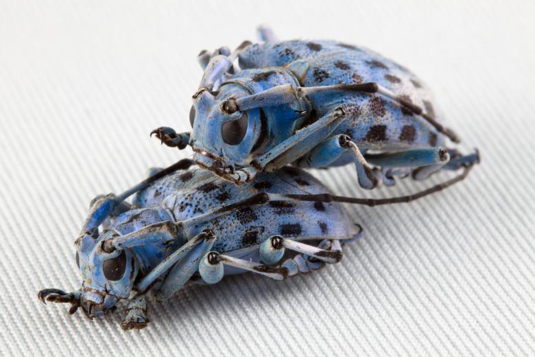 Free stock image of Beetle Love created by Nicolas Raymond