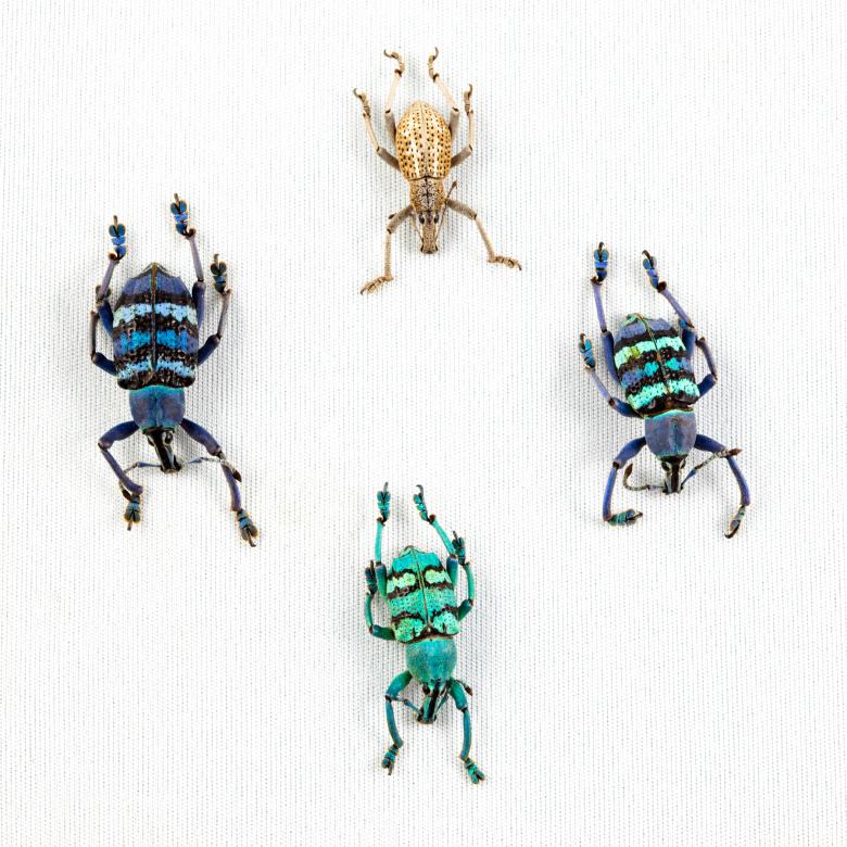 Free stock image of Eupholus Beetle Mix created by Nicolas Raymond