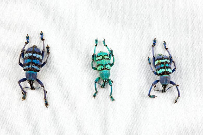 Free stock image of Eupholus Beetle Trio created by Nicolas Raymond