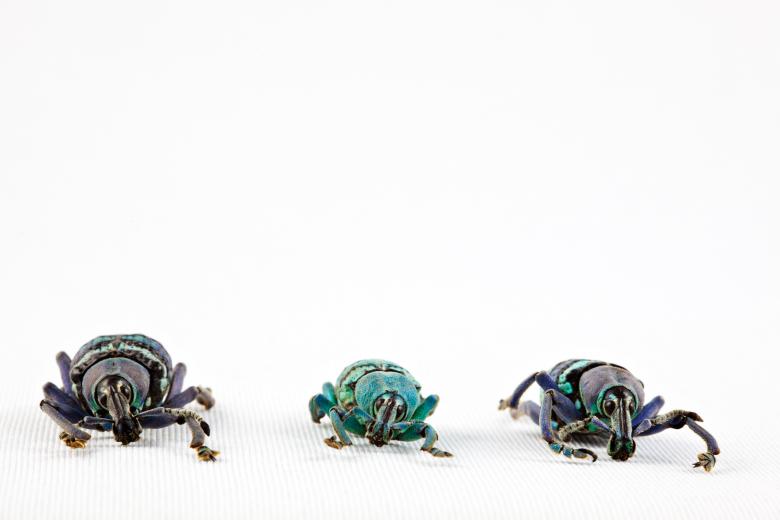 Free stock image of Eupholus Beetle Trio created by Nicolas Raymond