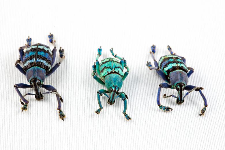 Free stock image of Eupholus Beetle Trio created by Nicolas Raymond