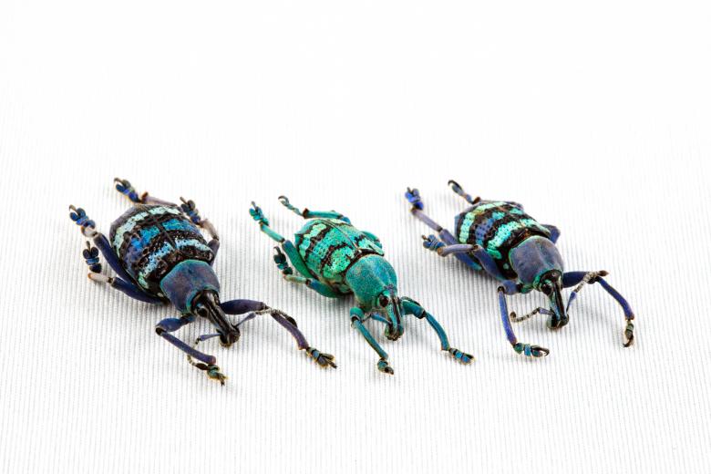 Free stock image of Eupholus Beetle Trio created by Nicolas Raymond