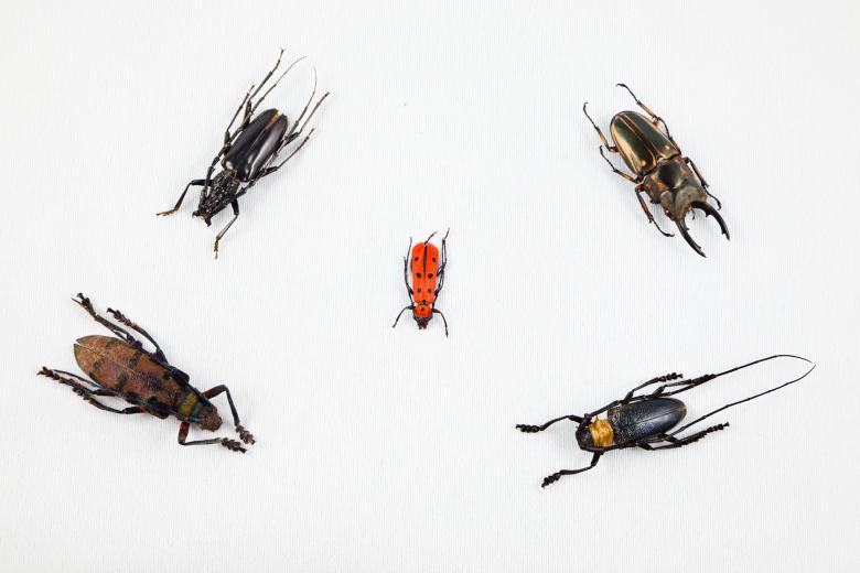 Free stock image of Beetle Mix created by Nicolas Raymond