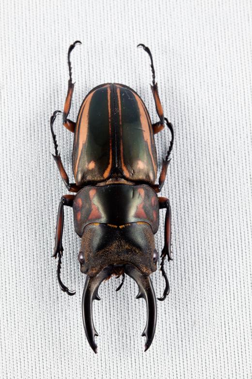 Free stock image of Prosopocoilus Zebra Beetle created by Nicolas Raymond