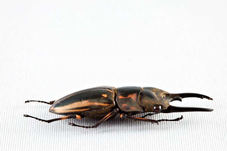 Free stock image of Prosopocoilus Zebra Beetle created by Nicolas Raymond
