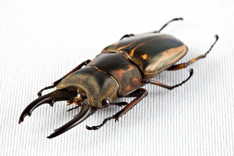 Free stock image of Prosopocoilus Zebra Beetle created by Nicolas Raymond