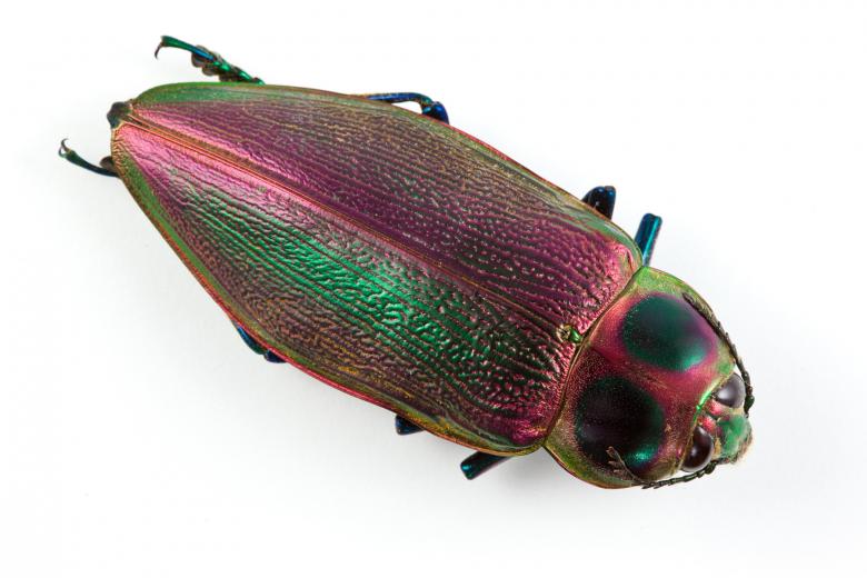 Free stock image of Euchroma Gigantea Beetle created by Nicolas Raymond