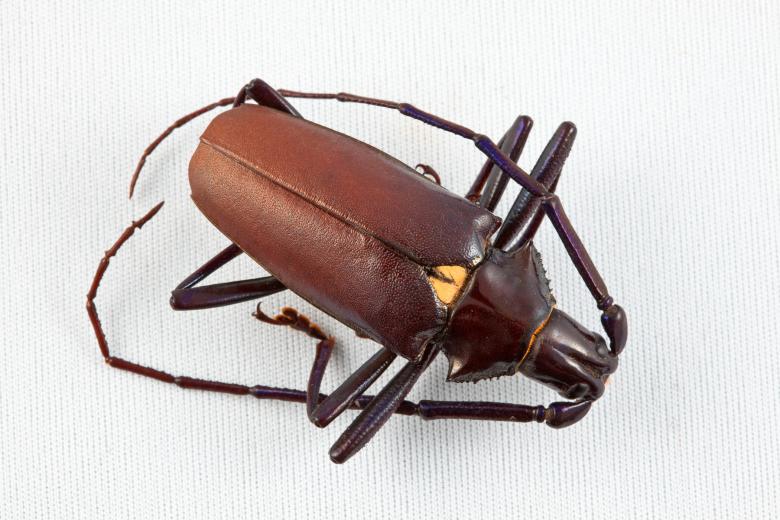 Free stock image of Pyrodes Longiceps Beetle created by Nicolas Raymond