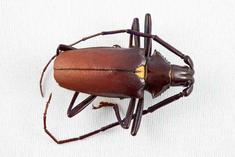 Free stock image of Pyrodes Longiceps Beetle created by Nicolas Raymond