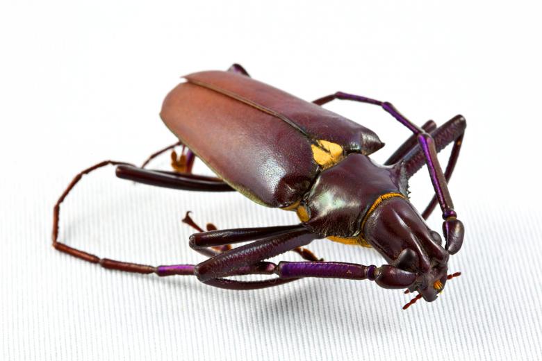 Free stock image of Pyrodes Longiceps Beetle created by Nicolas Raymond