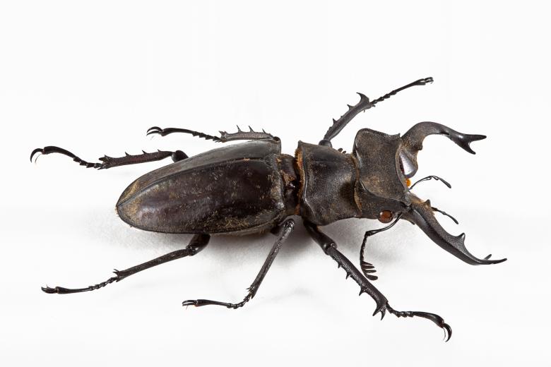 Free stock image of Lucanus Formosanus Beetle created by Nicolas Raymond