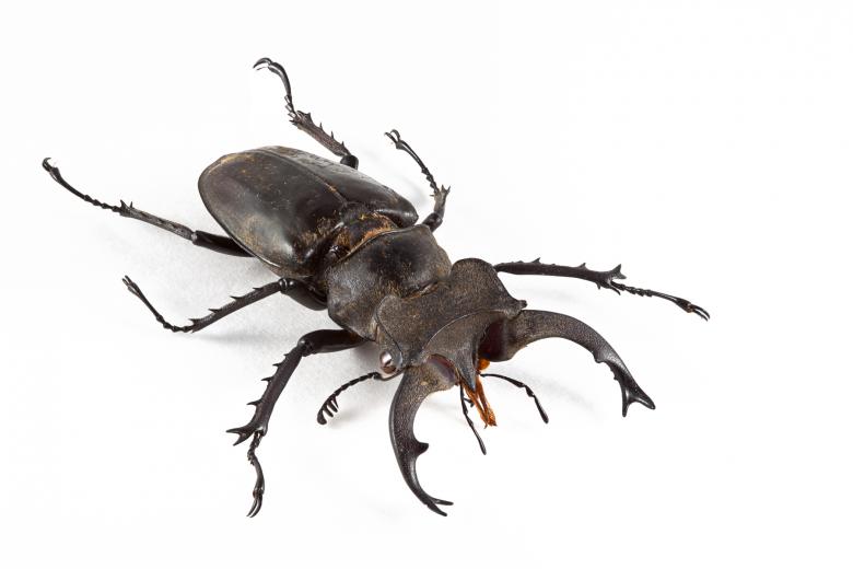Free stock image of Lucanus Formosanus Beetle created by Nicolas Raymond
