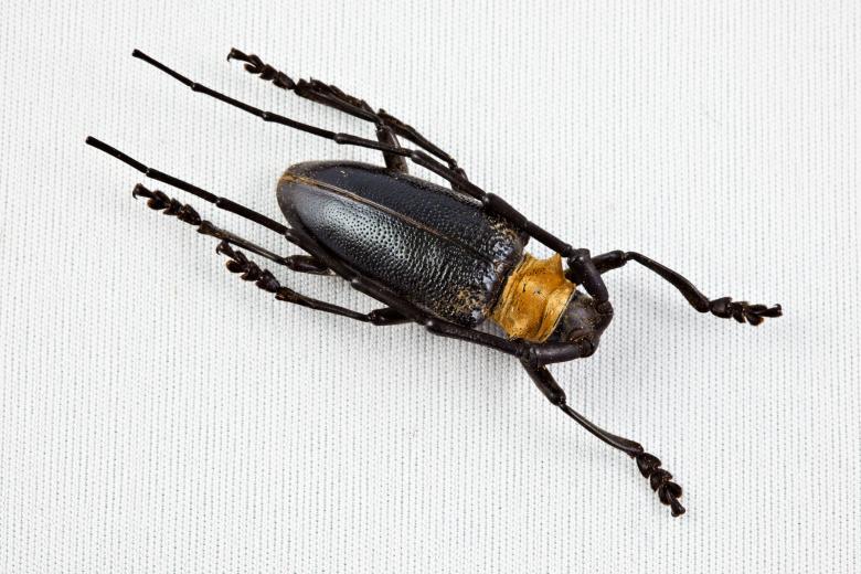 Free stock image of Cerambycidae Beetle created by Nicolas Raymond