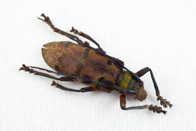 Free stock image of Cerambycidae Beetle created by Nicolas Raymond