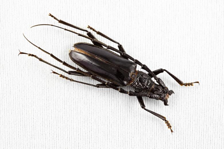 Free stock image of Cerambycidae Beetle created by Nicolas Raymond