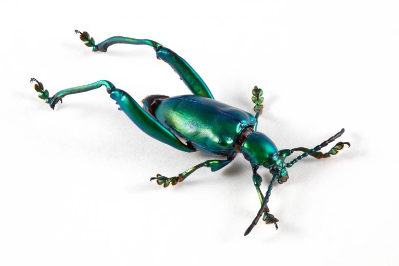 Free stock image of Sagra Femorata Beetle created by Nicolas Raymond