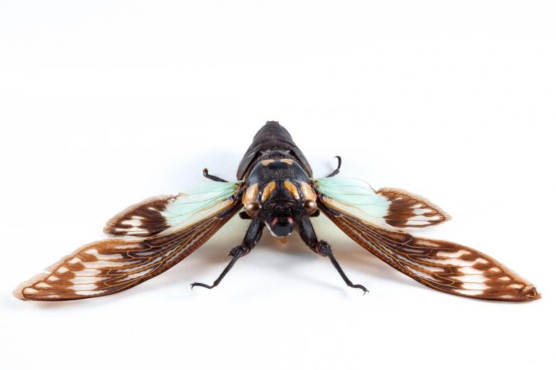 Free stock image of Cicadidae Sp Cicada created by Nicolas Raymond