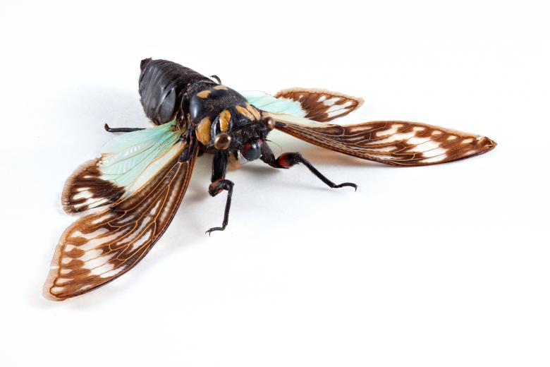 Free stock image of Cicadidae Sp Cicada created by Nicolas Raymond
