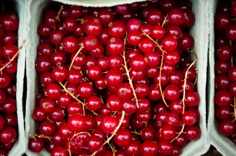 Free stock image of red currant created by Luka