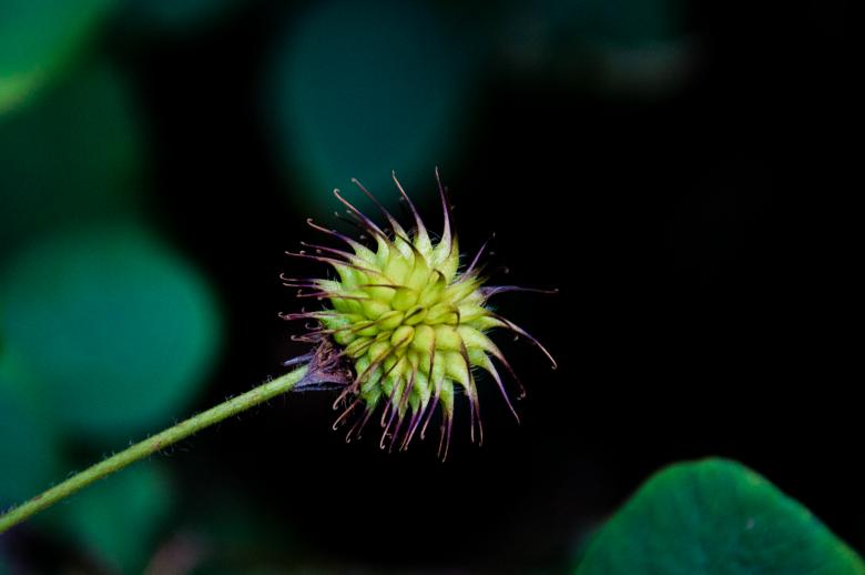 Free stock image of Strange plant created by Luka
