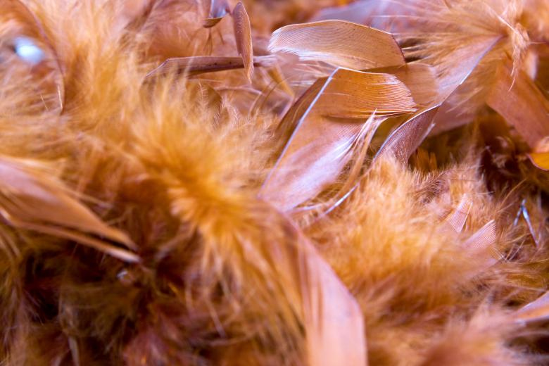 Free stock image of feather boa created by 2happy