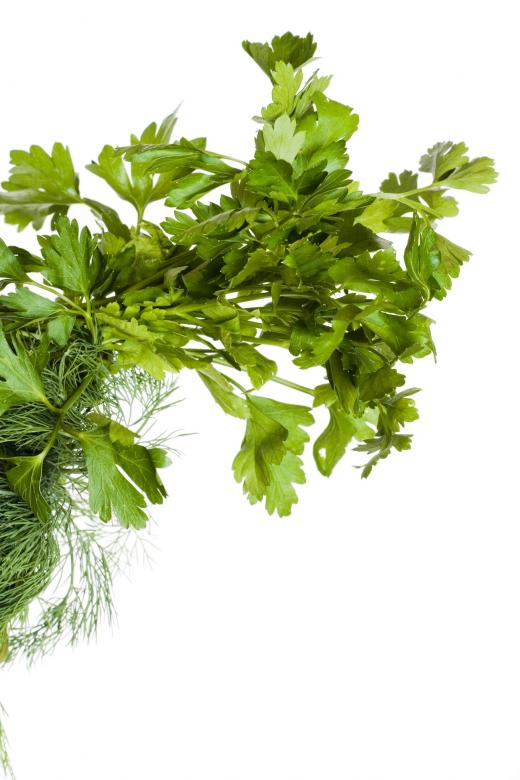 Free stock image of parsley created by 2happy