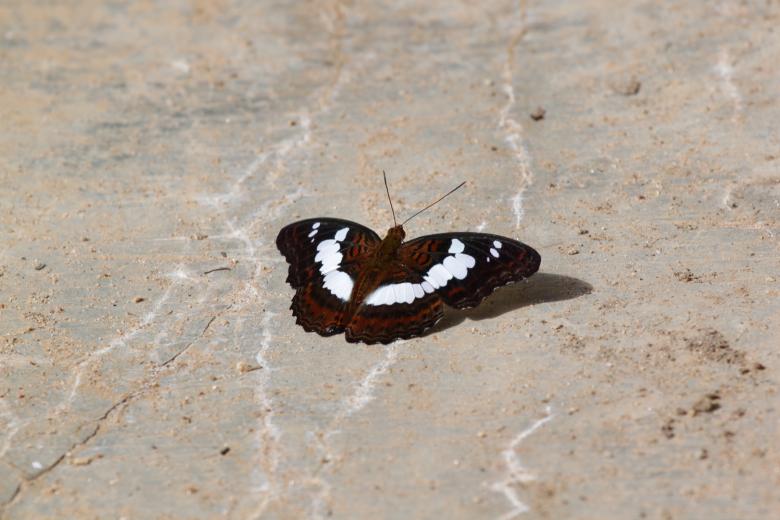Free stock image of Butterfly created by Gebyar Andyono