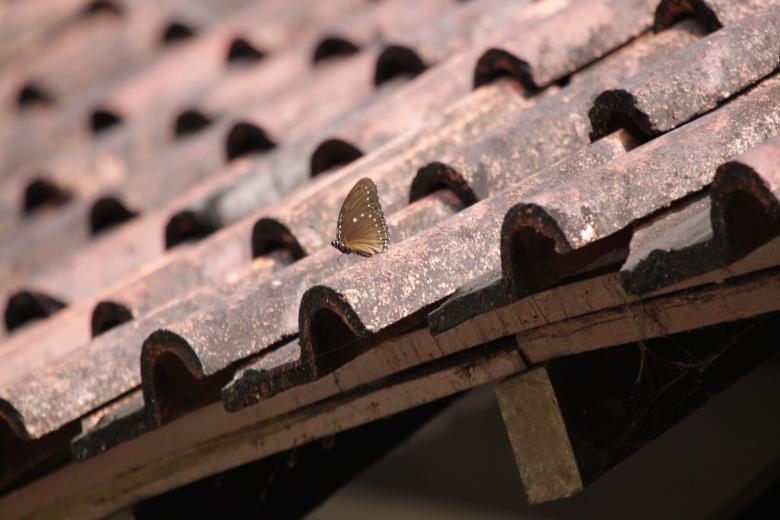 Free stock image of Butterfly on Roof Tiles created by Gebyar Andyono