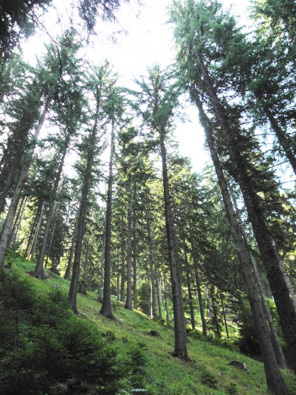 Free stock image of Spruce forest in the central Rhodopes created by Yuliy Ganev