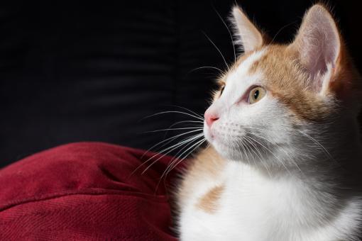 Kitten - Free Stock Photo
