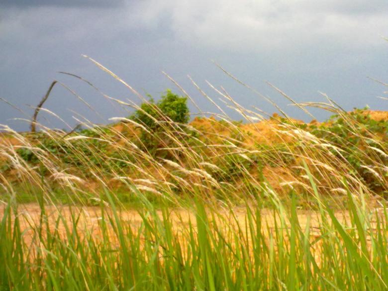 Free stock image of Grass created by Gebyar Andyono