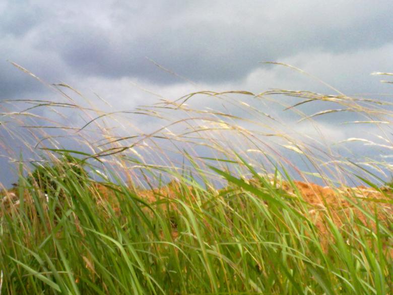Free stock image of Grassland created by Gebyar Andyono