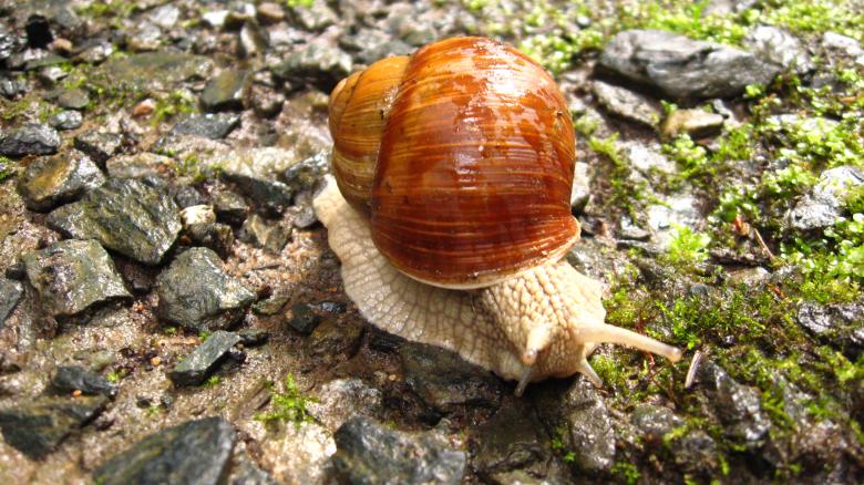 Free stock image of Snail created by Andrej