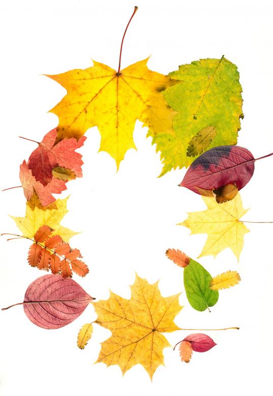 Free stock image of autumn leaves created by 2happy