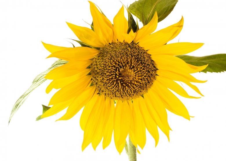 Free stock image of Sunflower created by 2happy