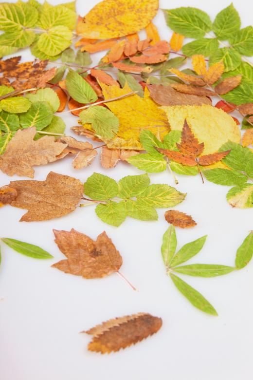 Free stock image of autumn leaves created by 2happy