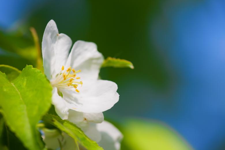 Free stock image of Spring flower created by 2happy