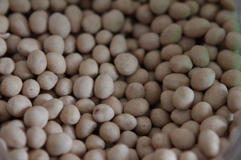 Free stock image of peanut created by Gebyar Andyono