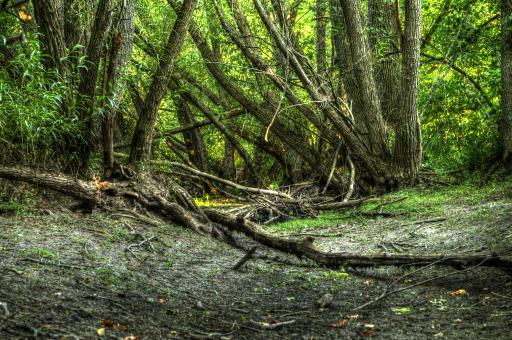 Painted Forest (semisarah.com) - Free Stock Photo