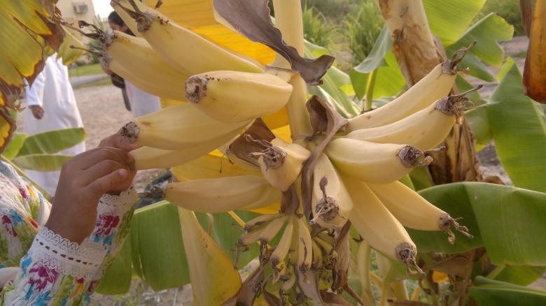 Free stock image of Banana tree created by basem